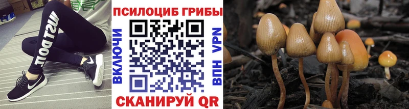 Псилоцибиновые грибы Psilocybine cubensis  купить закладку  Таштагол 